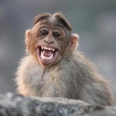 Timeline: Monkeys in Space