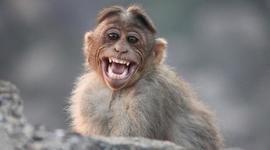 Timeline: Monkeys in Space