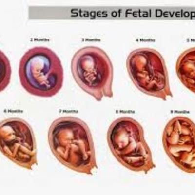 Timeline: Fetal Development