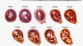 Timeline: Fetal Development