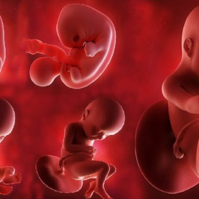 Timeline: Fetal Development
