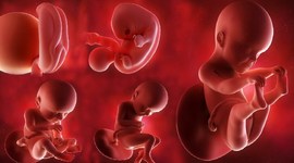 Timeline: Fetal Development