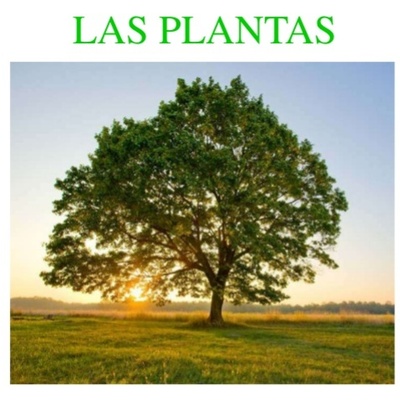 Timeline: las plantas (ciclo de vida)