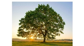 Timeline: las plantas (ciclo de vida)