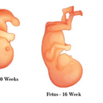 Timeline: Fetal Development Timeline