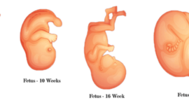 Timeline: Fetal Development Timeline