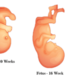 Fetal development