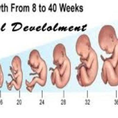 Timeline: Fetal Development