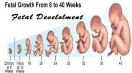 Timeline: Fetal Development