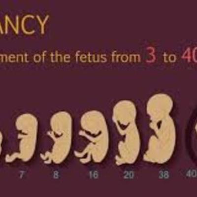 Timeline: Fetal Development Timeline