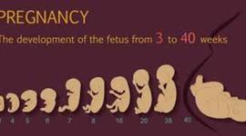 Timeline: Fetal Development Timeline