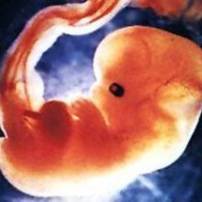 Timeline: Fetal Development Timeline