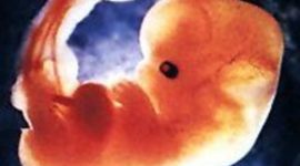 Timeline: Fetal Development Timeline