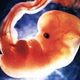 Fetal development timeline