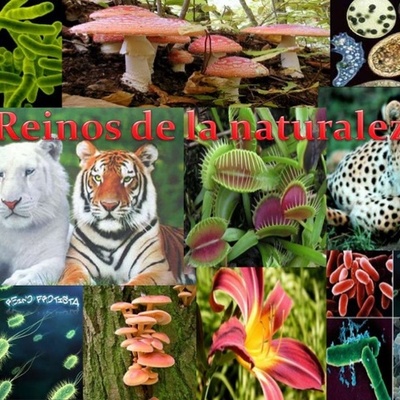 Timeline: reinos de la naturaleza