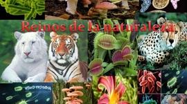 Timeline: reinos de la naturaleza