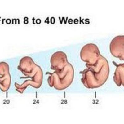Timeline: Development of the Baby