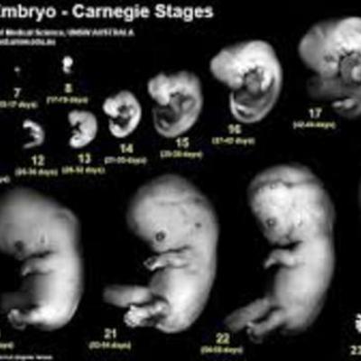 Timeline: Fetal Development Timeline