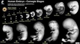 Timeline: Fetal Development Timeline