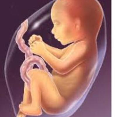 Timeline: Development of the Fetus