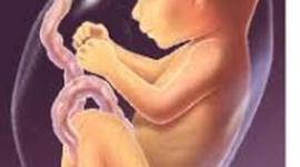 Timeline: Development of the Fetus