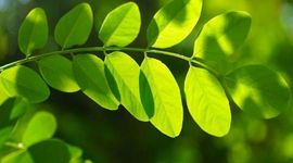 Timeline: CONVENIOS COLOMBIA