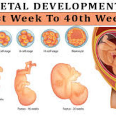 Timeline: Fetal Developmental Timeline