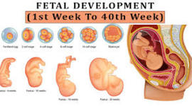 Timeline: Fetal Developmental Timeline