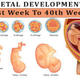 Fetal development