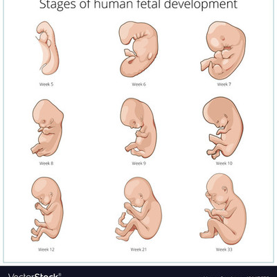 Timeline: Fetal Development Timeline- Cristina Brown