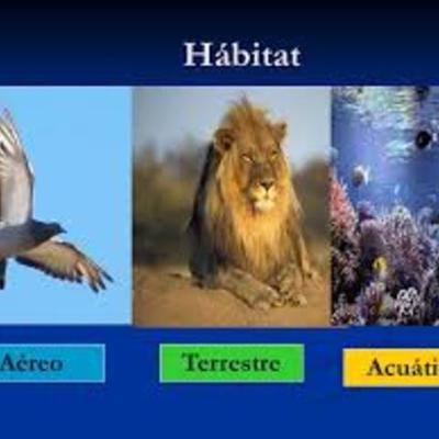 Timeline: HÁBITAT DE NUESTROS AMIGOS LOS ANIMALES