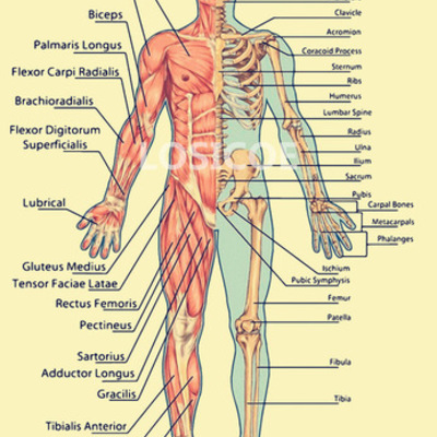 Timeline: Estudios De La Anatomía Humana
