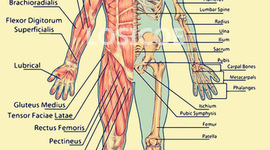 Timeline: Estudios De La Anatomía Humana