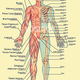 Anatomia