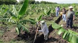 Timeline: Historia  de Compañías Bananeras en Honduras