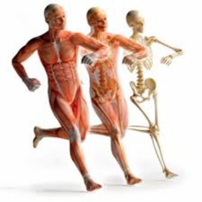 Timeline: Linha do tempo da Anatomia