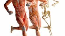 Timeline: Linha do tempo da Anatomia