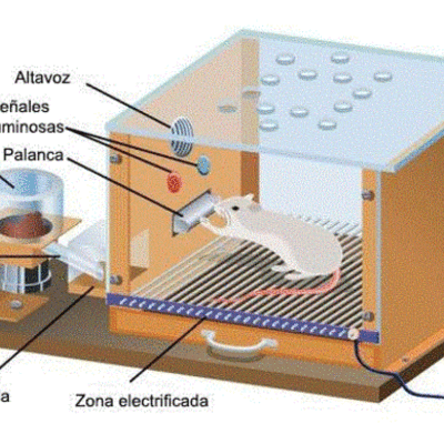 Timeline: condicionamiento operante y la aplicación de modificación de conducta