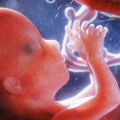 Timeline: Developmental Stages of a Fetus