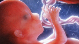 Timeline: Developmental Stages of a Fetus