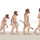 Evolución humana