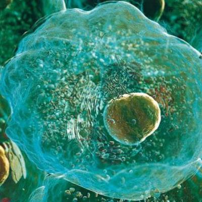 Timeline: Historia de la célula