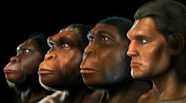 Timeline: EVOLUCIÓN HOMÍNIDOS
