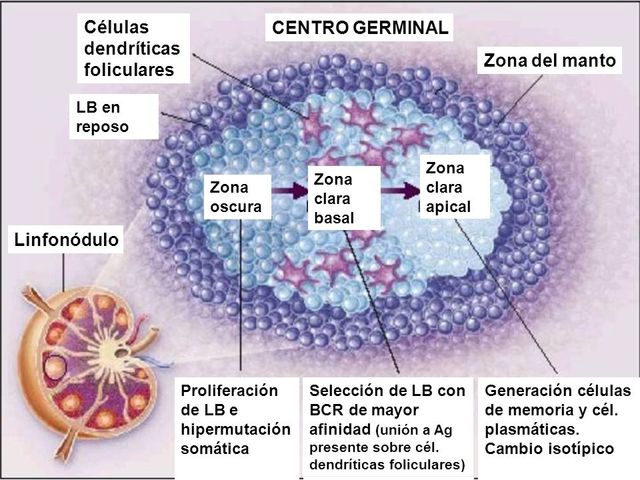 Historia de México en contraste con la Historia de la inmunología