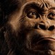 Homo naledi