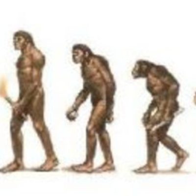 Timeline: La evolución de los Homínidos