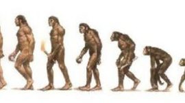 Timeline: La evolución de los Homínidos