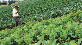 Timeline: Movimiento campesino colombiano