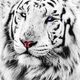 19268833 white tiger stock photo