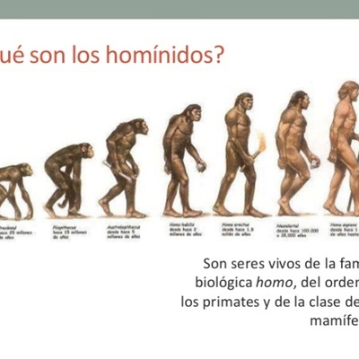 Timeline: Los homínidos